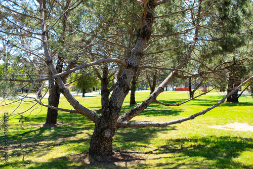 Bent and curved pine tree in Canberra, Australia.