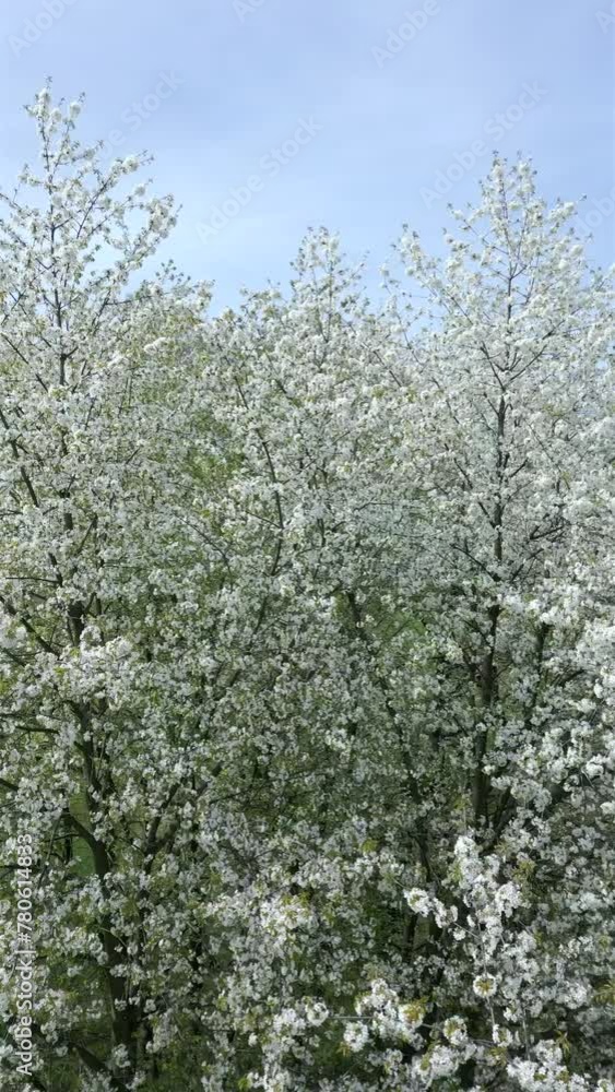 The blooming trees with white flowers in spring. The blooming trees with white flowers in spring.