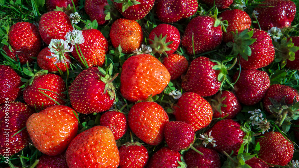 Close up view of strawberry harvest lying on green grass in garden. The concept of healthy food, vitamins, agriculture, market, strawberry sale Close up view of strawberry harvest lying on green grass in garden. The concept of healthy food, vitamins, agriculture, market, strawberry sale
