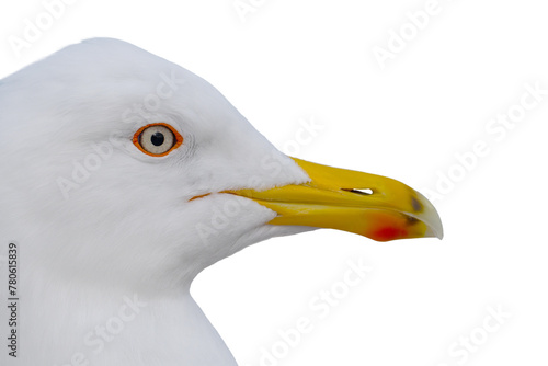 portrait Larus cachinnans isolated on white background