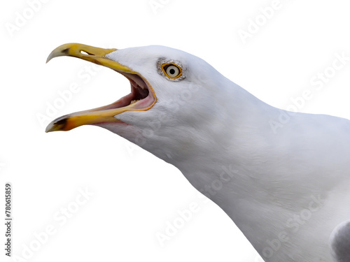 Scream Larus cachinnans isolated on white background