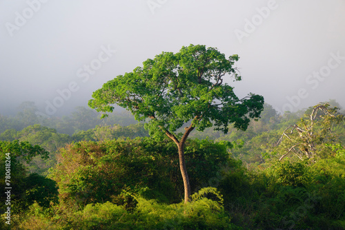 Morning fog on the Amana River, an Amazon tributary, Amazonas state, Brazil, South America photo