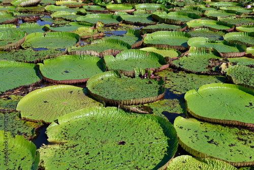 Floating leaves of the giant water lily (Victoria amazonica), Amazonas state, Brazil, South America photo