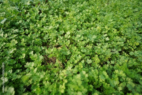 close up of green corianders, Coriander Field Stock images, Close up fresh growing coriander cilantro leaves in vegetable plot	
 photo