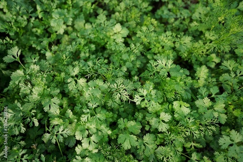 close up of green corianders, Coriander Field Stock images, Close up fresh growing coriander cilantro leaves in vegetable plot	
 photo