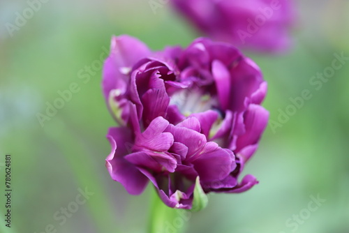 close up of purple tulip