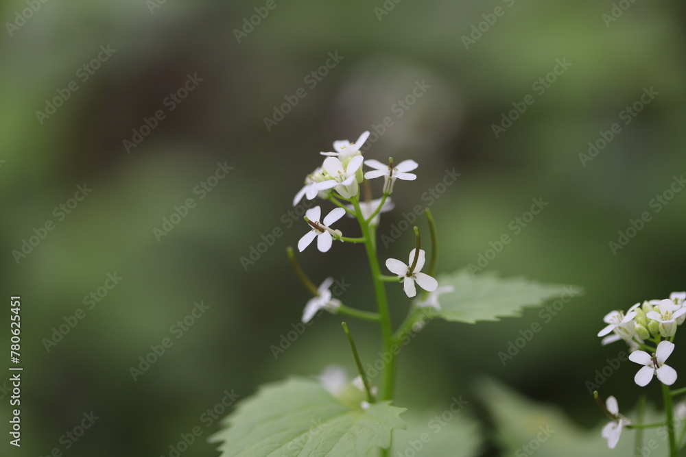 forget me not flowers forget me not flowers