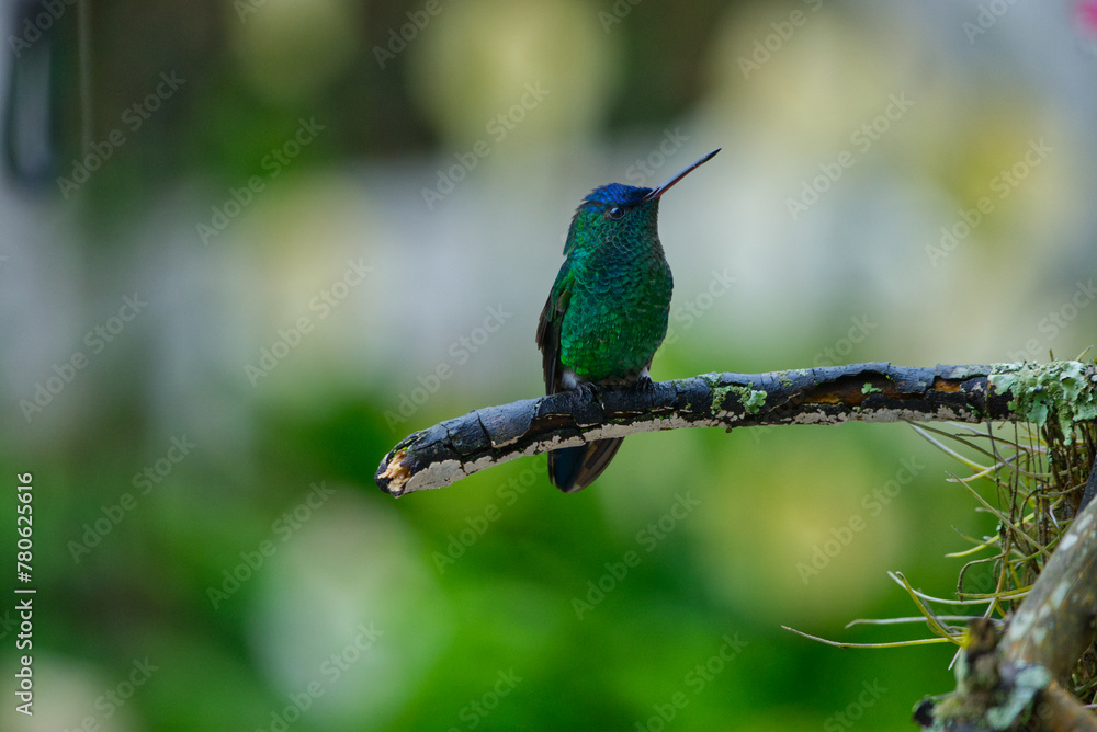 Hummingbird on a branch Hummingbird on a branch