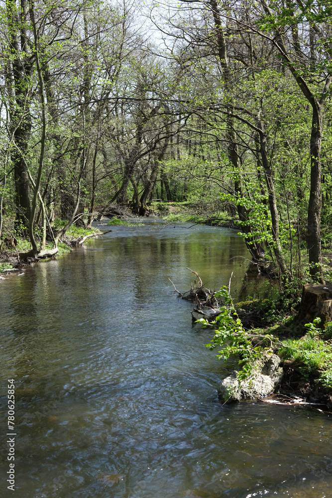 a landscape with a stream in the forest in spring time a landscape with a stream in the forest in spring time