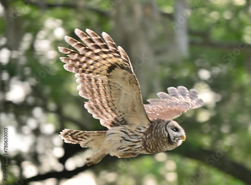 owl in flight