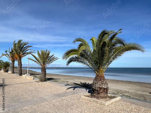 Palmtrees at the beach in Los Urrutias photo