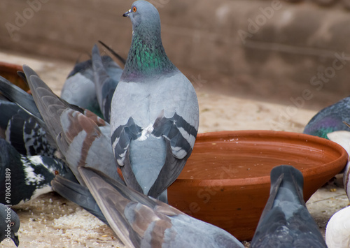 Beautiful Pigeons . selective focus on subject . 