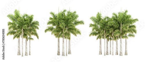 Set of palm tree isolated on white