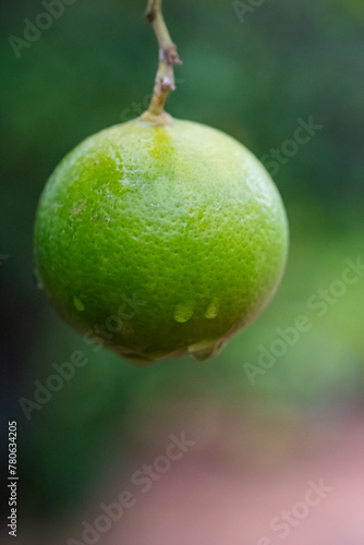 Selective focus shot of a green citrus fruit hanging from a branch covered in rain drops