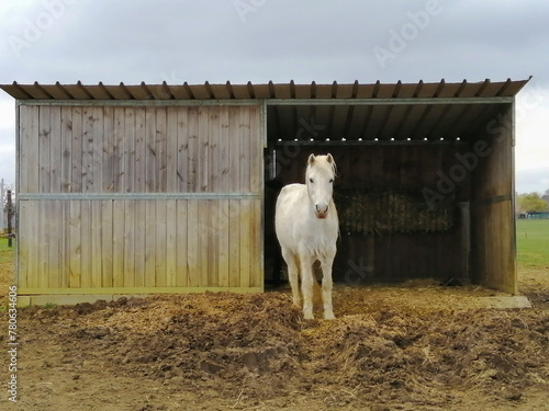 white horse in front of a stable (ID: 780634606)