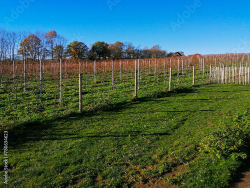 vineyard in spring (ID: 780634623)