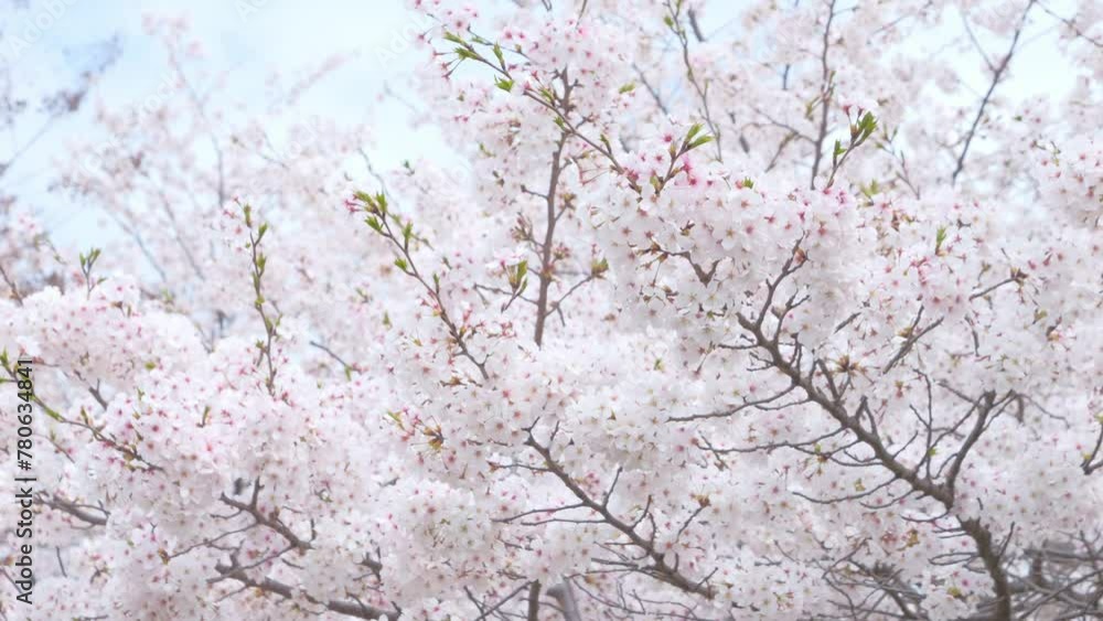 Blooming flowers sakura tree in spring video 4k Blooming flowers sakura tree in spring video 4k
