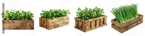 Wooden Box Full Of Cilantro Hyperrealistic Highly Detailed Isolated On Transparent Background Png