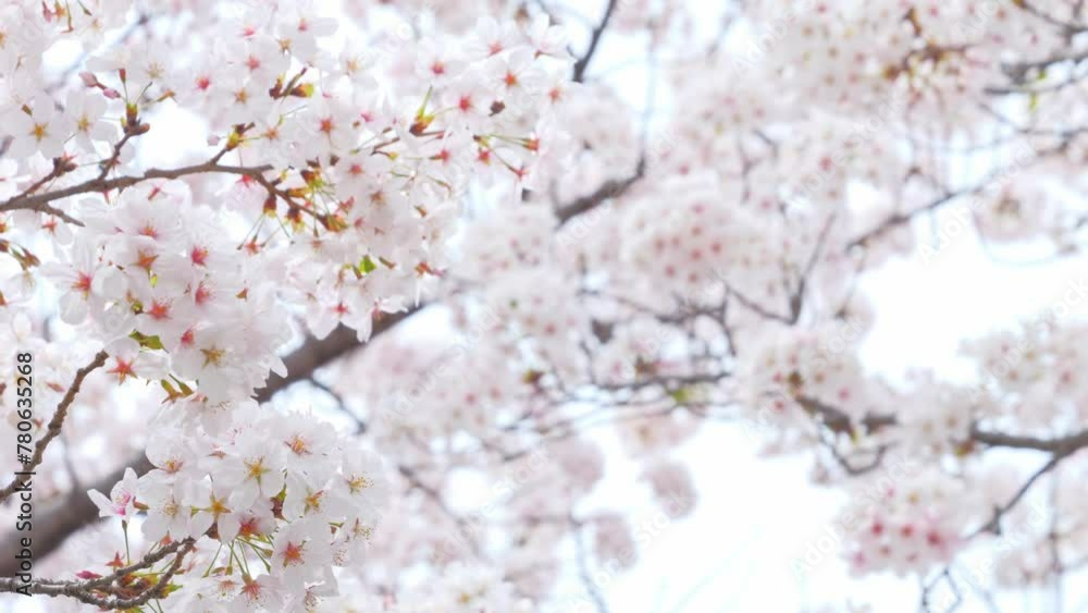 Blooming flowers sakura tree in spring video 4k Blooming flowers sakura tree in spring video 4k