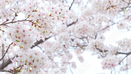 Blooming flowers sakura tree in spring video 4k