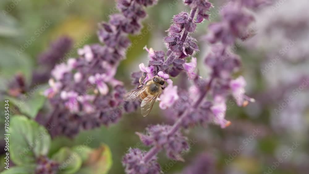 European Insect Wildlife: Bee - Super Slow Motion 4K 120fps European Insect Wildlife: Bee - Super Slow Motion 4K 120fps