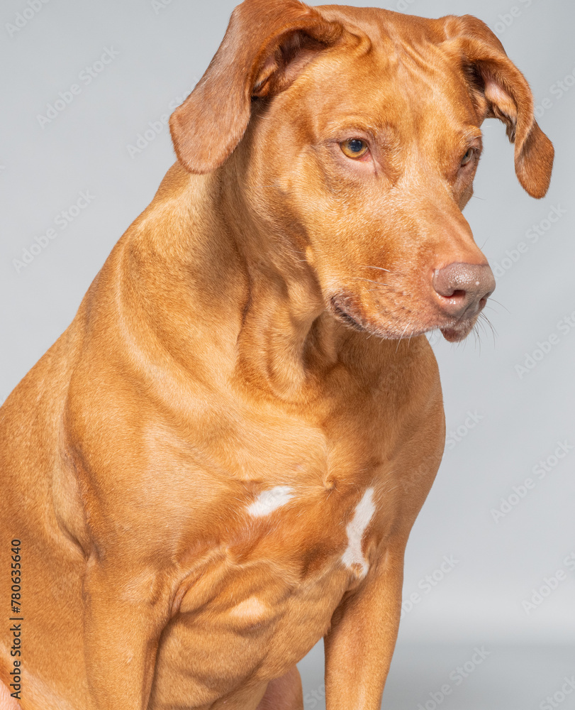 Studioaufnahme von einem Rhodesian Ridgeback, es ist eine anerkannte ...