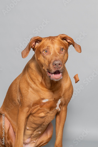 Rhodesian Ridgeback  es ist eine anerkannte Hunderasse aus S  dafrika