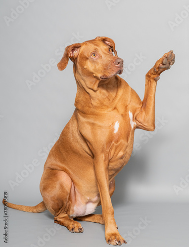 Studioaufnahme von einem Rhodesian Ridgeback, es ist eine anerkannte Hunderasse aus Südafrika