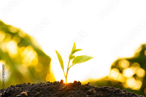 Seedling are growing in the soil with backdrop of the sunlight. Planting trees to reduce global warming.