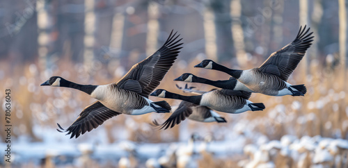 Flock of Geese Flying Over Snow Covered Field