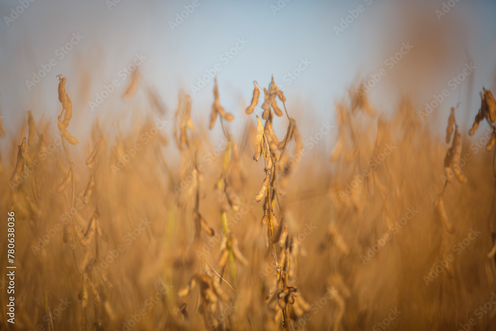 Fototapeta premium Closeup of ripe soybean ready for harvesting