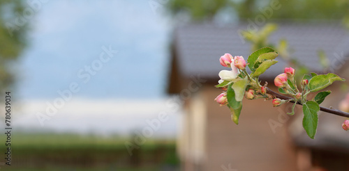 A blossoming branch of an apple tree close-up against the background of a blurred silhouette of a courtyard with a house. spring season of life out of town