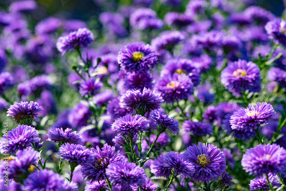 Fototapeta premium The Dutch chrysanthemums in urban parks attract the bean long billed moth to gather honey