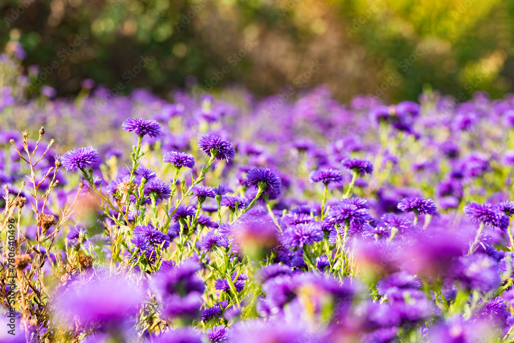 Obraz premium The Dutch chrysanthemums in urban parks attract the bean long billed moth to gather honey