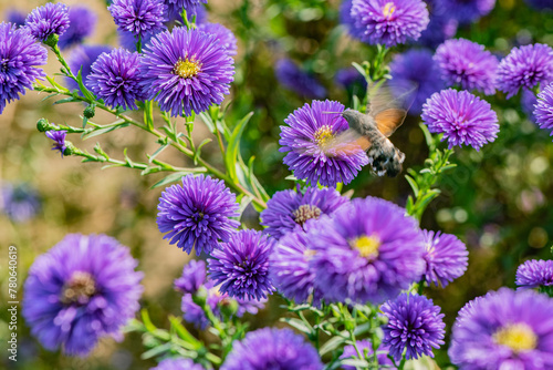 The Dutch chrysanthemums in urban parks attract the bean long billed moth to gather honey