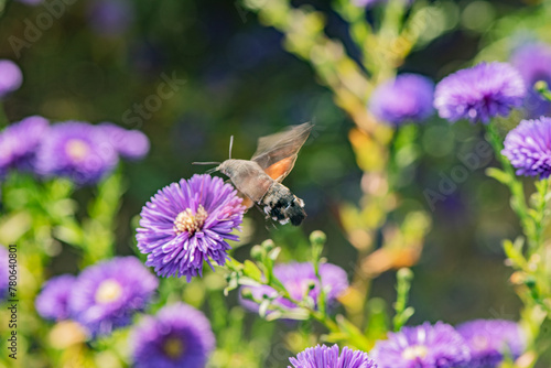 The Dutch chrysanthemums in urban parks attract the bean long billed moth to gather honey