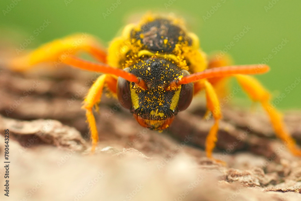Extreme facial closeup on a female Gooden's Nomad solitary bee, Nomada goodeniana