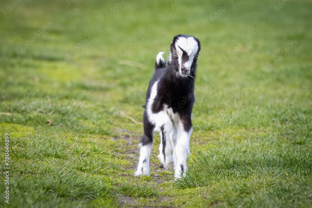 A goat Kid with white and black fur stands on the green grass and looks right toward the camera lens. A goat Kid with white and black fur stands on the green grass and looks right toward the camera lens.