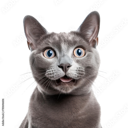 Funny face Russian blue cat close up, isolated on transparent background