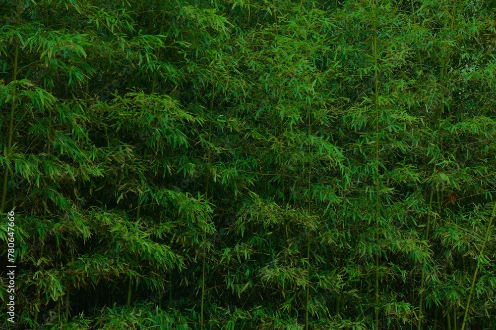 Bamboo forest dark background in Korea