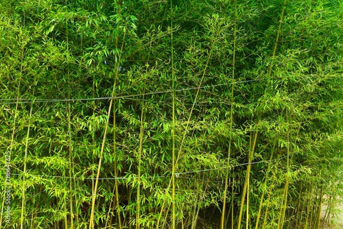 Asian bamboo forest background in Korea
