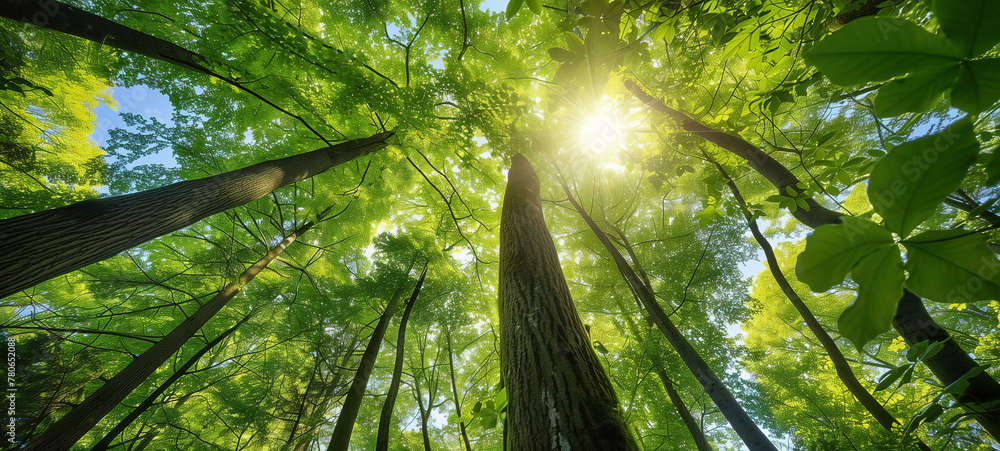 Sunlight piercing through the green forest canopy beauty and serenity of nature