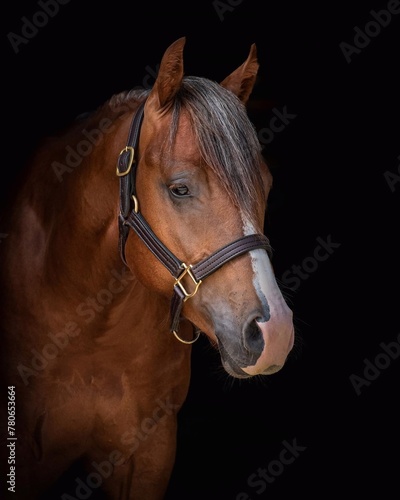 Portrait of a beautiful black horse on a black background  Horse on dark backround.