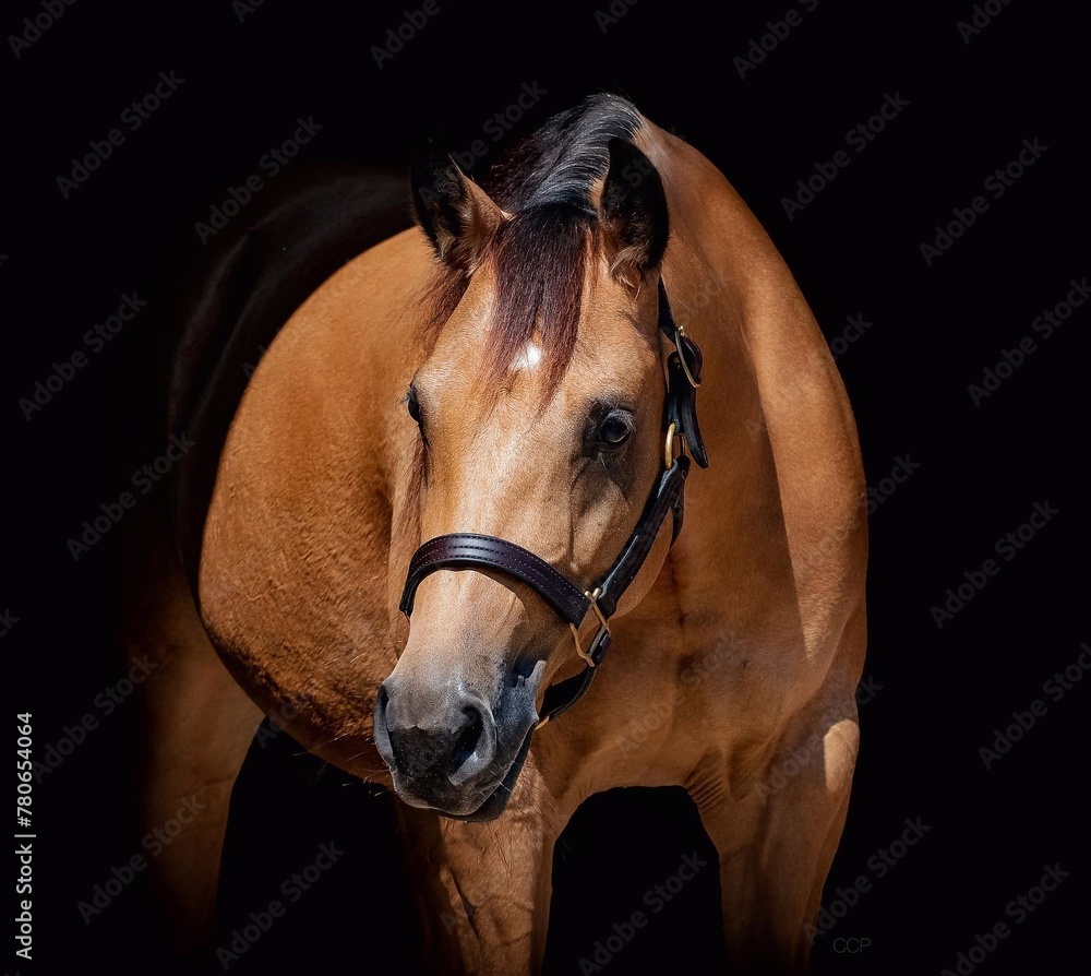 Fototapeta premium Portrait of a beautiful black horse on a black background, Horse on dark backround.