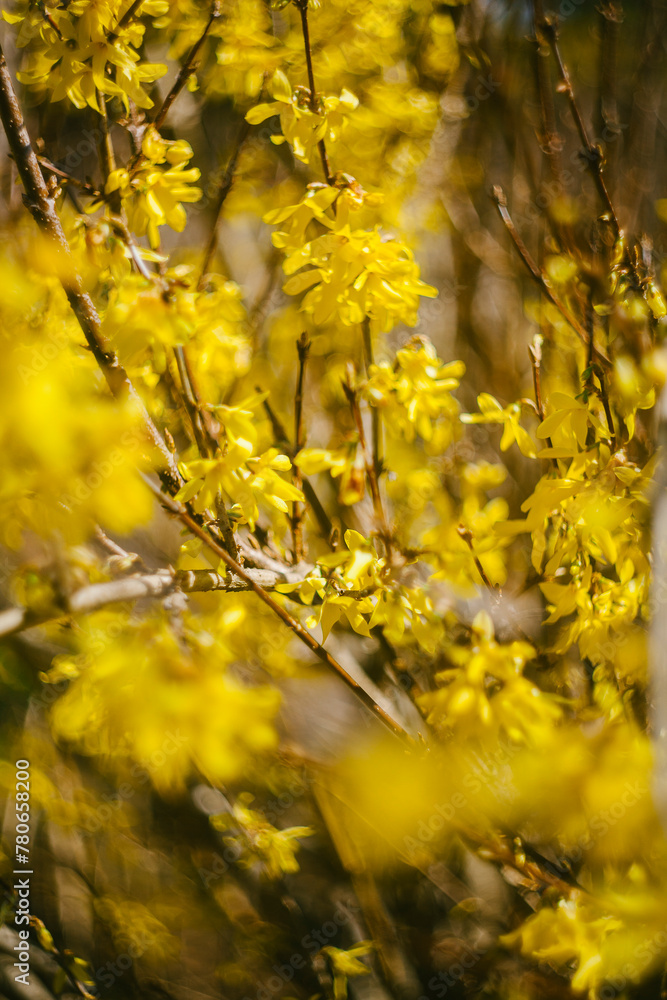 Native Forsythia Bushes in Bloom Native Forsythia Bushes in Bloom