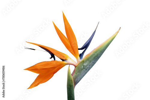 Tropical flower, Closeup of Bird of Paradise or Strelitzia reginae bouquet blooming on white background