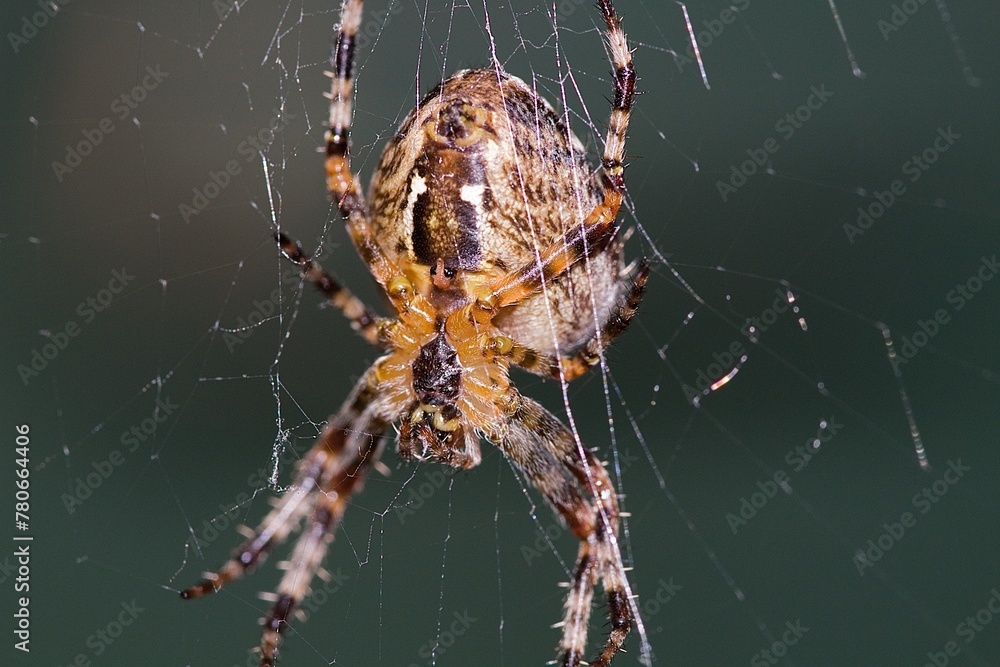 Spider close up view Spider close up view