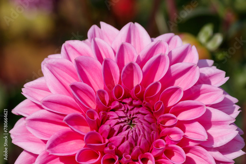 A close up of pink dahlia of the 'Sandra' variety (ball type) in the garden on a sunny morning photo