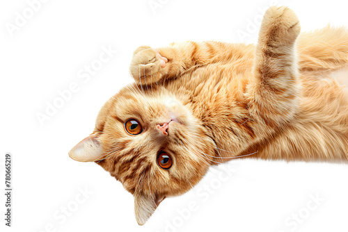 Top view red kitten cat isolated on white