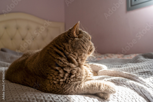 British Shorthair cat resting on a quilted bedspread with a pink wall in the background.
